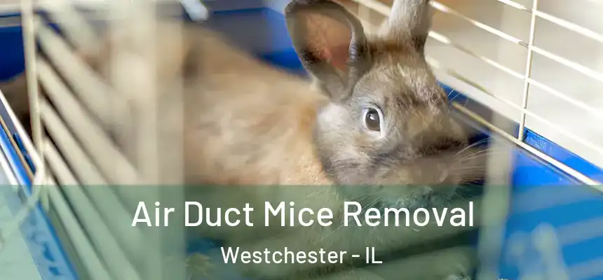  Air Duct Mice Removal Westchester - IL